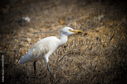 bird carries an insect in its beak