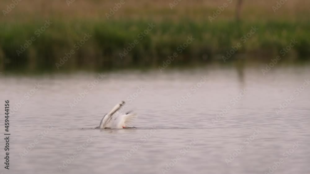 Black-headed gulls - chroicocephalus ridibundus in the water Black-headed gulls - chroicocephalus ridibundus in the water
