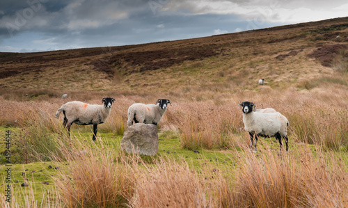 Fotografie, Obraz Swaledale sheep on Northumberland moorland