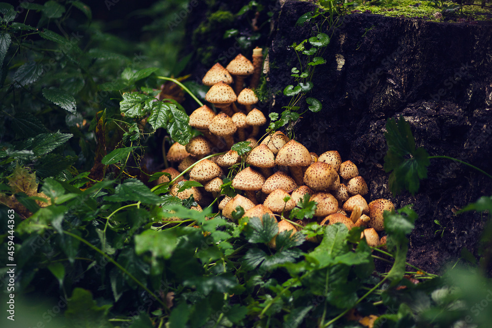 Toadstool mushrooms on shrub. Poisonous mushrooms, close up. Forest mushroom grebe in forest. Nature background. Toadstool mushrooms on shrub. Poisonous mushrooms, close up. Forest mushroom grebe in forest. Nature background.