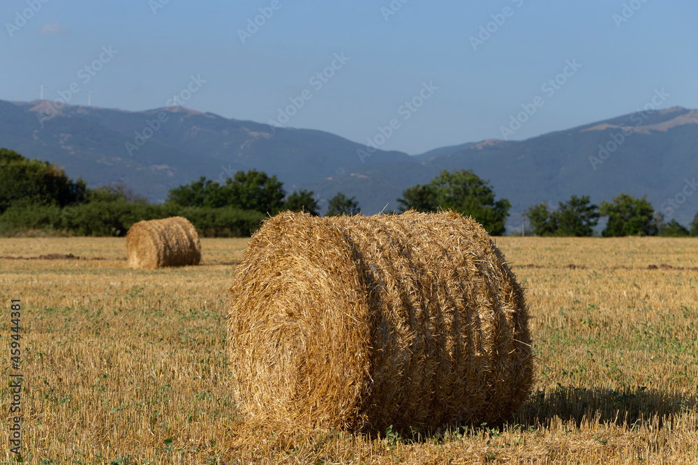 Wheat harvesting. Round bales of straw in the field. Agriculture in mountainous areas. Wheat harvesting. Round bales of straw in the field. Agriculture in mountainous areas.