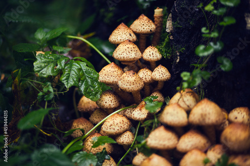 Toadstool mushrooms on shrub. Poisonous mushrooms, close up. Forest mushroom grebe in forest. Nature background. photo