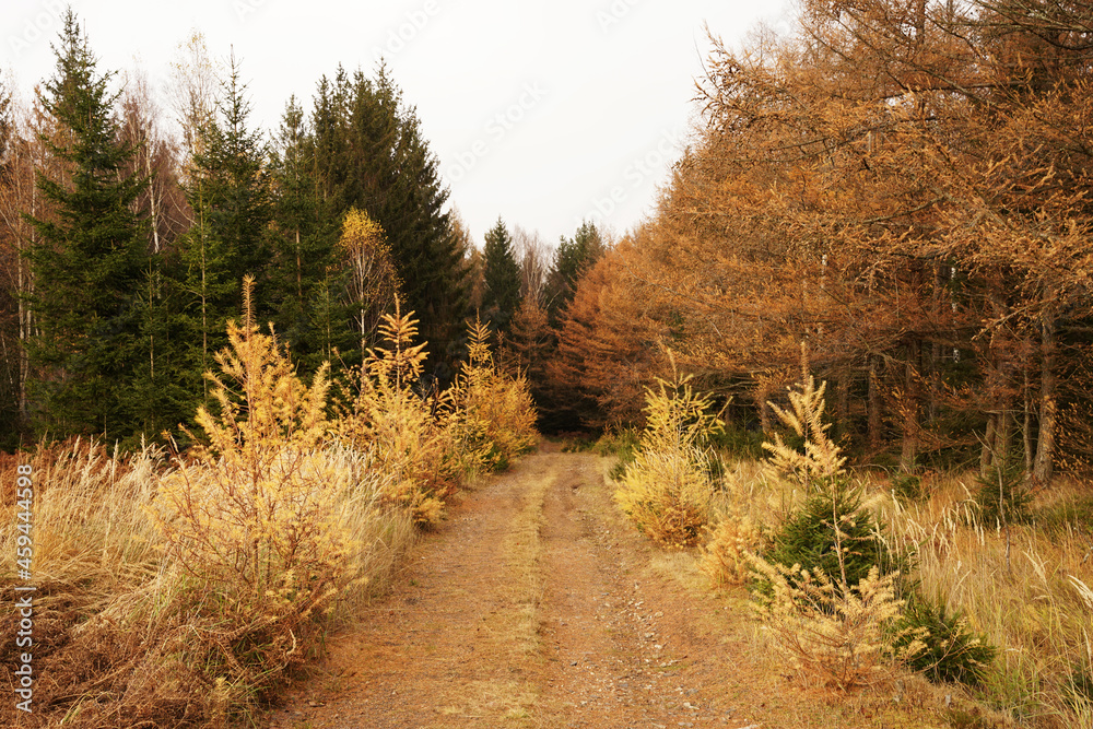 Autumn colours in forest, Brdy military area, Czech Republic Autumn colours in forest, Brdy military area, Czech Republic