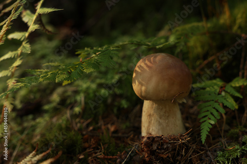 Fresh porcino mushroom growing in forest, closeup. Space for text
