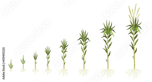 Sugarcane cultivation. Plant growing process. Sweet cane growth steps sequence. Green stem with leaves and roots. Different progress stages from small shoot to adult. Vector concept