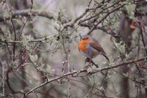 robin in the snow