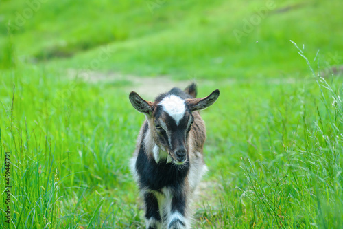 Sweet little goat kid face in summer pasture. Spring landscape with cute goatling head in green field photo
