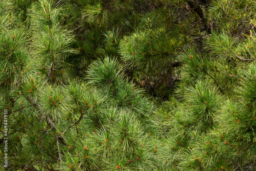 Green Pointy Pine Needles Close Up in Summer Forest Green Pointy Pine Needles Close Up in Summer Forest