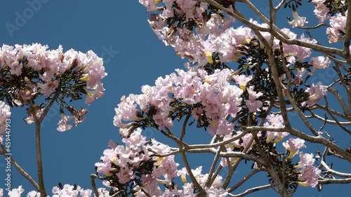 Tree Tabebuia Rosea pink blossom close up blue sky flor rosada roble 4k photo