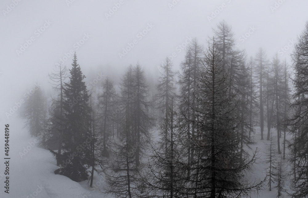 Fototapeta premium trees in snow