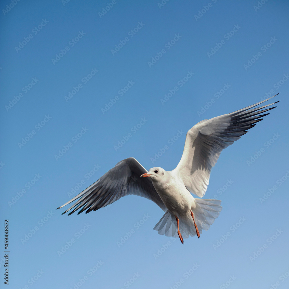 seagull in flight seagull in flight
