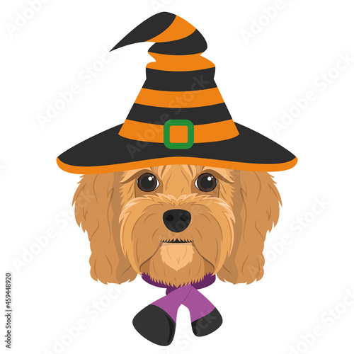 Halloween greeting card. Cavoodle dog dressed as a witch with black and orange hat and purple and black scarf