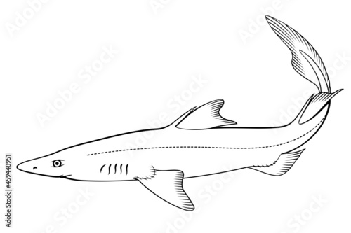 Spiny Dogfish (Spurdog). Vector clipart. All elements are colorable.