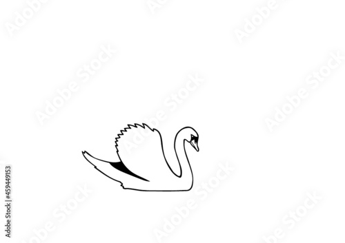 cygne nage
