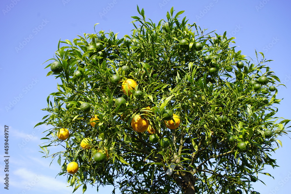Citrus aurantium ,Salicifolia, Rutaceae family. Citrus aurantium ,Salicifolia, Rutaceae family.