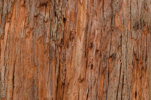 Close up textures of peeling bark on trunk of eucalyptus gum tree ideal as nature background photo
