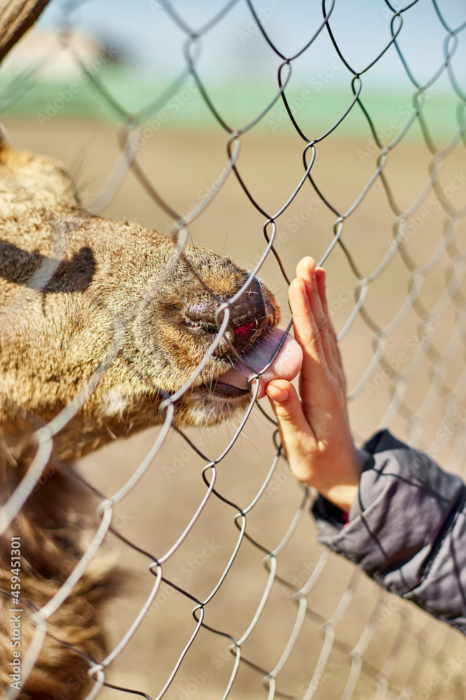 Cute Adult deer licks hand of a little girl, child, deers living in nature field, zoo Cute Adult deer licks hand of a little girl, child, deers living in nature field, zoo