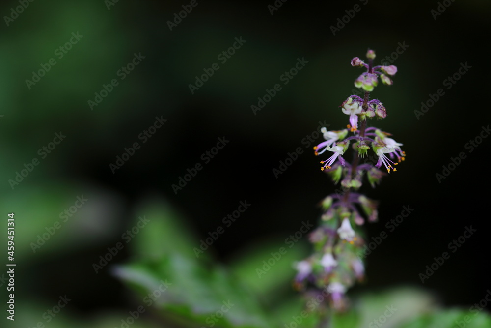 Big Closeup flower of Ocimum tenuiflorum tree on dark background