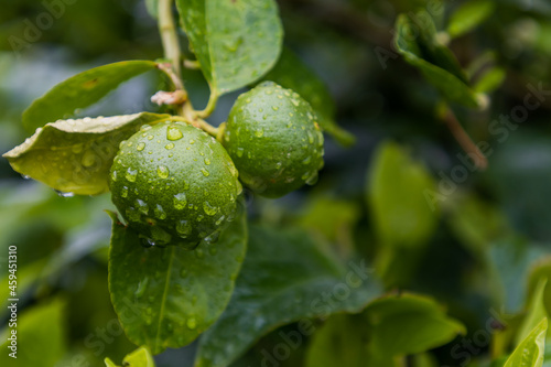 Wallpaper Mural Water drops on fresh thai green lime beautifully blooming in vegetable garden. Selective focus. Torontodigital.ca