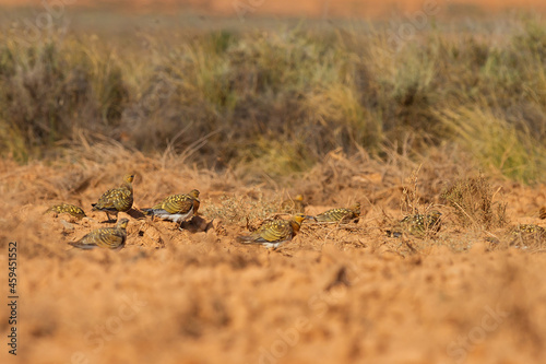 Group of Pin-tailed sandgrouses in their natural habitat captured in Zaragoza, Spain photo