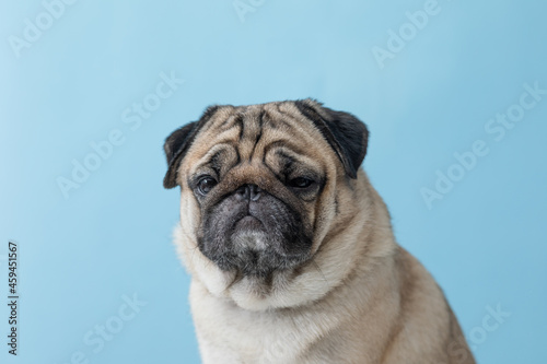 Cute dog looking at camera funny and stunning face.Adorable Pug dog on blue background.Friendly Pet Dog Concept