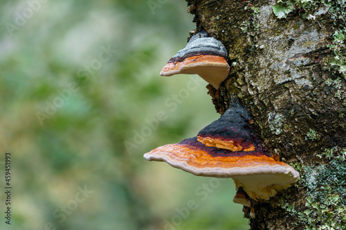 Shelf fungus (Fomes fomentarius). Bracket fungus. Fomes fomentarius growing on a tree.