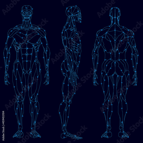 Set with the contours of the muscular structure of a person from blue lines isolated on a dark background. Front, side, back view. Vector illustration