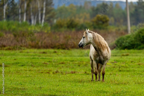 A wite and brown horse eats leaves from a tree hidden 
