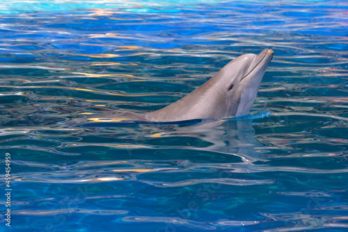 Valokuva Head of  bottlenose dolphin (Tursiops truncatus) seen from profile and swimming