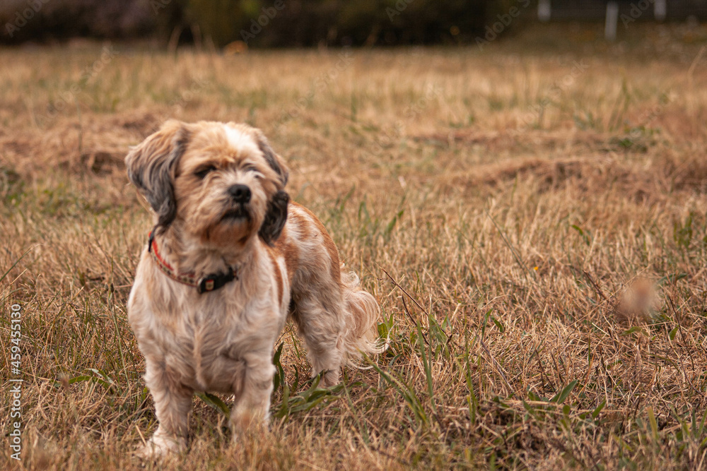 Dog breed Lasha apso for a walk