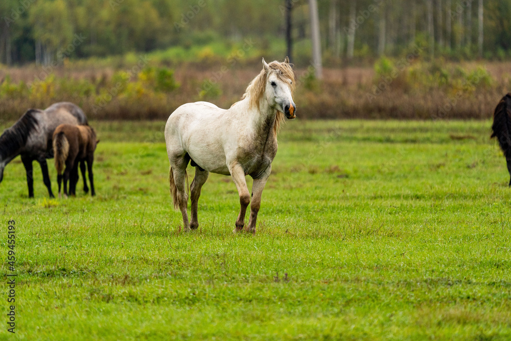 A wite and brown horse eats leaves from a tree hidden A wite and brown horse eats leaves from a tree hidden