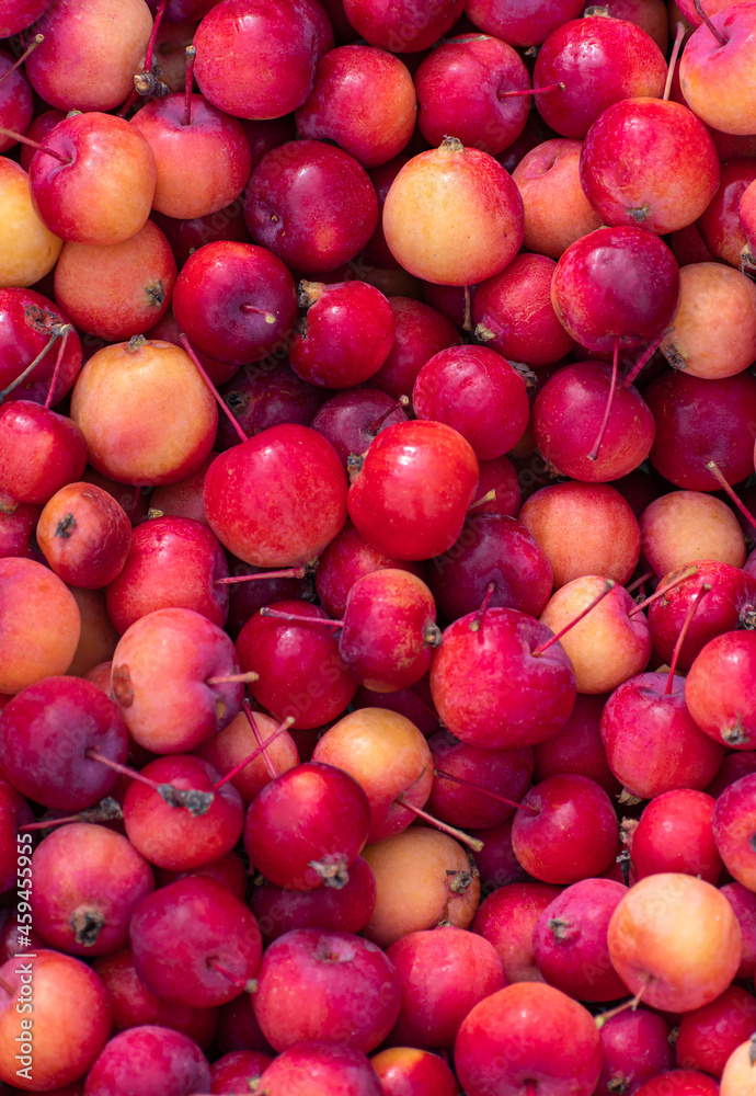 A large mountain of ripe red and yellow apples ready for sale at an autumn agricultural fair. Finished food product. A large mountain of ripe red and yellow apples ready for sale at an autumn agricultural fair. Finished food product.