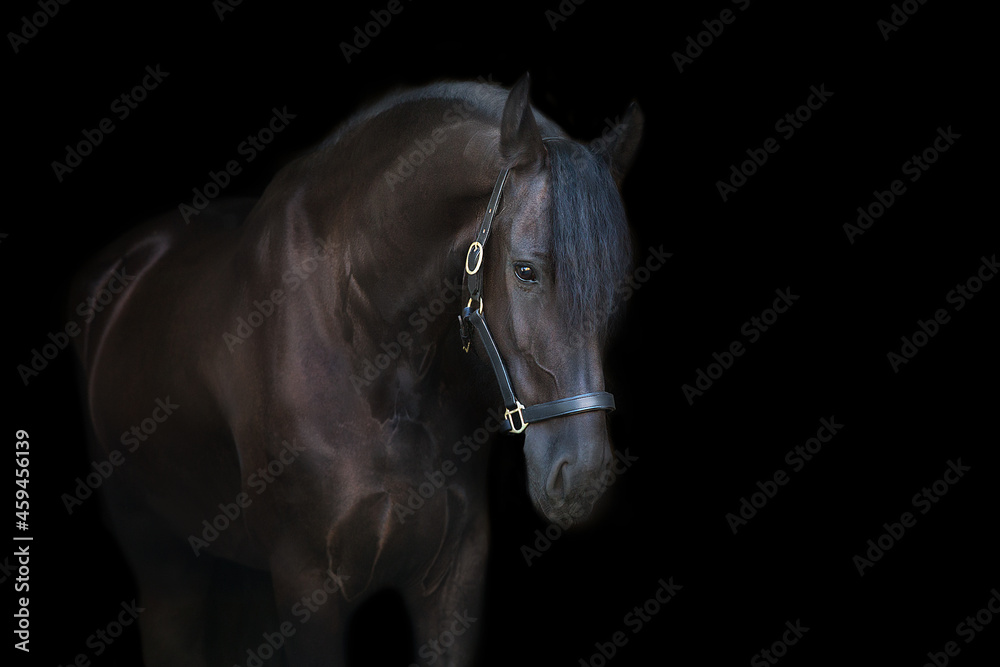 Obraz premium Black frisian stallion close up portrait on black background