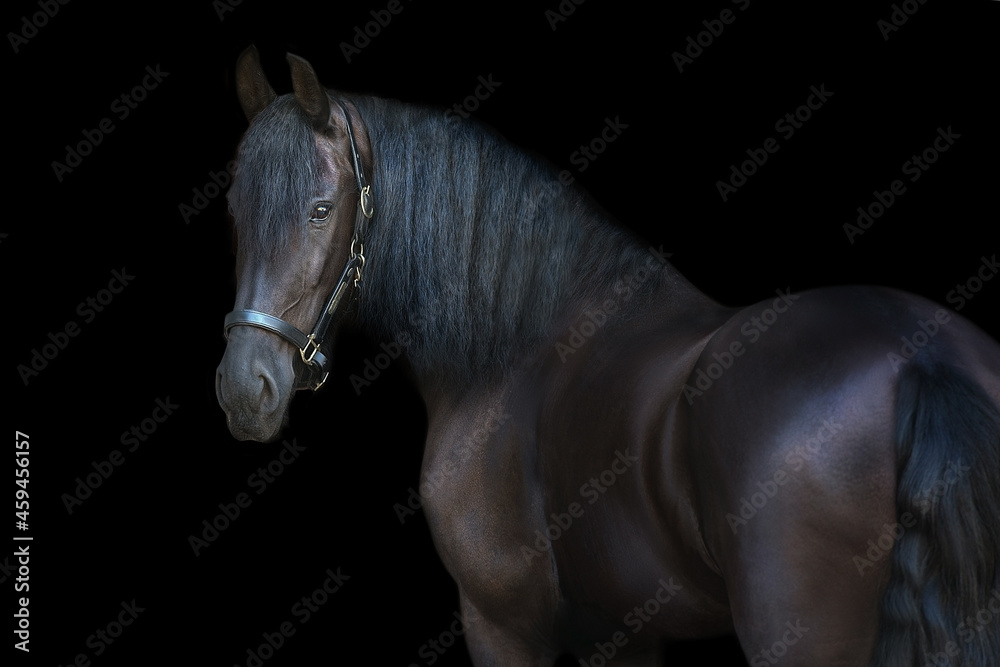 Naklejka premium Black frisian stallion close up portrait on black background