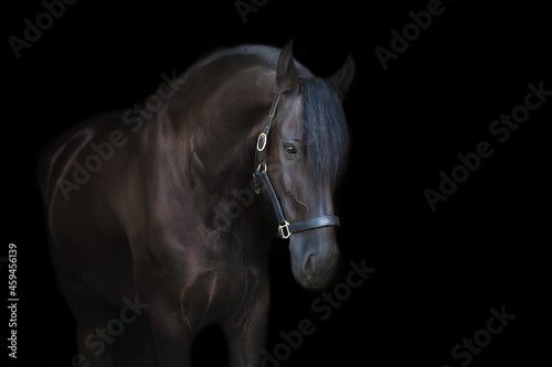 Black frisian stallion close up portrait on black background photo