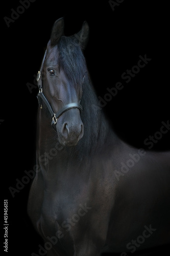 Black frisian stallion close up portrait on black background