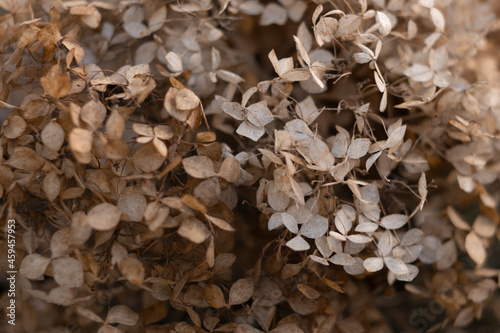 dry hydrangea flowers , dried petals for the background