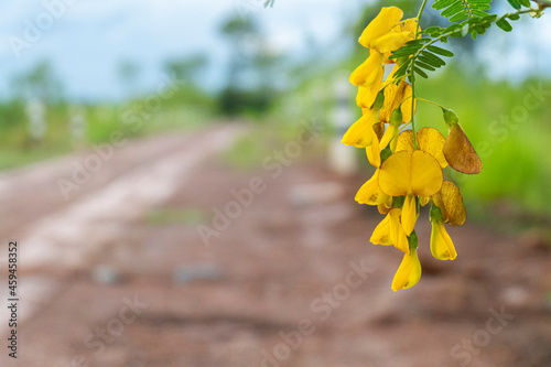Yellow flowers against the gravel road and blurry sky.