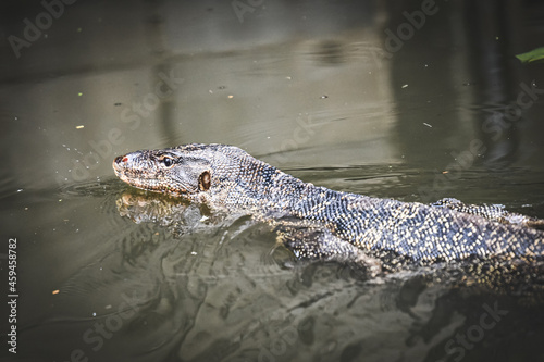 water monitor is swimming in the canal  common in Thailand.