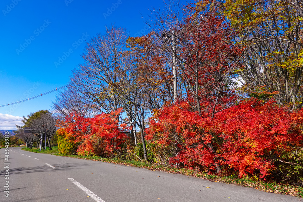 Obraz premium 秋の百沢街道（岩木山と白神山地の間を通り弘前と日本海側の鯵ヶ沢を結ぶ山岳観光道路）