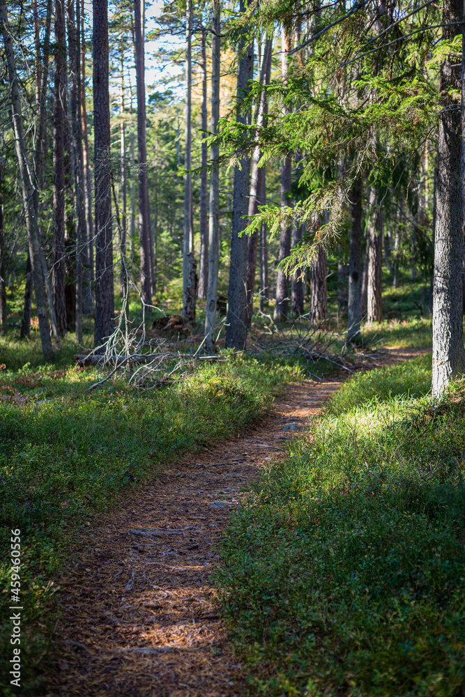 Fototapeta premium Footpath in the woods. Hike in the forest. Scandinavian nature