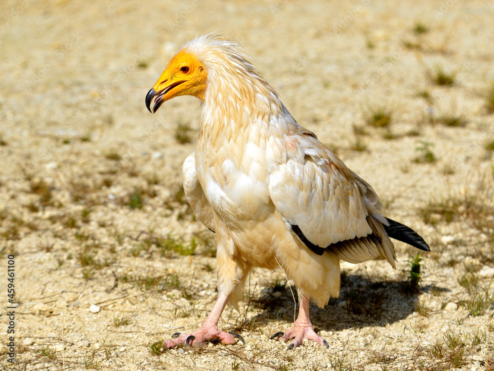 Egyptian vulture (Neophron percnopterus), also called the white scavenger vulture or pharaoh's chicken walking on sandy soil