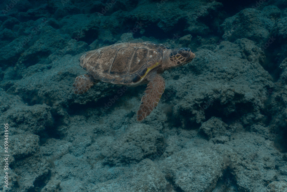 Fototapeta premium Loggerhead Turtle in the water at Kefalonia Island (Greece)