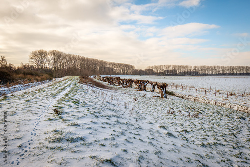 Winter landscape in a Dutch polder. The paw prints of a rabbit are visible in the foreground. A row of pollard willows is in the background. The photo was taken near the village of Drimmelen