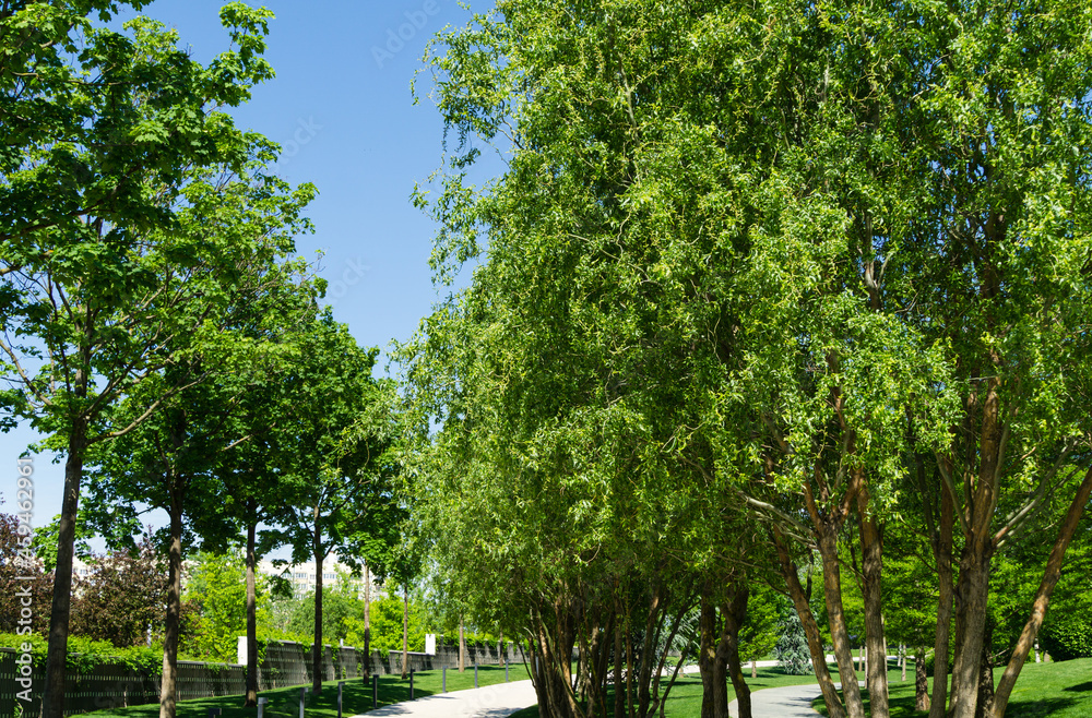 Close-up of green graceful foliage Bald Cypress Taxodium Distichum (swamp, white-cypress, gulf or tidewater red cypress) in public landscape city Park Krasnodar or Galitsky Park in sunny spring 2021 Close-up of green graceful foliage Bald Cypress Taxodium Distichum (swamp, white-cypress, gulf or tidewater red cypress) in public landscape city Park Krasnodar or Galitsky Park in sunny spring 2021