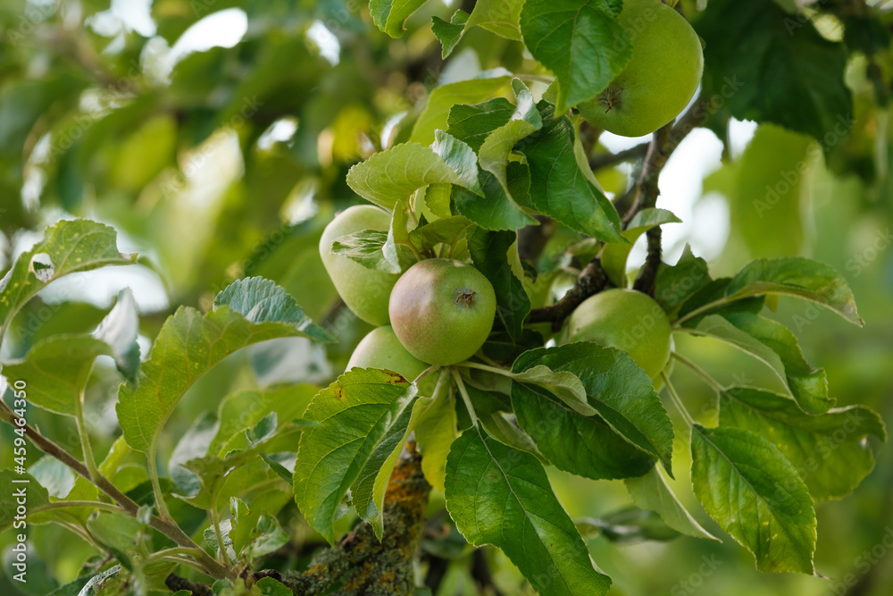 Heranwachsende, reifende Äpfel zwischen grünen Blättern in einem Apfelbaum (Obstanbau / Obstplantage) Heranwachsende, reifende Äpfel zwischen grünen Blättern in einem Apfelbaum (Obstanbau / Obstplantage)