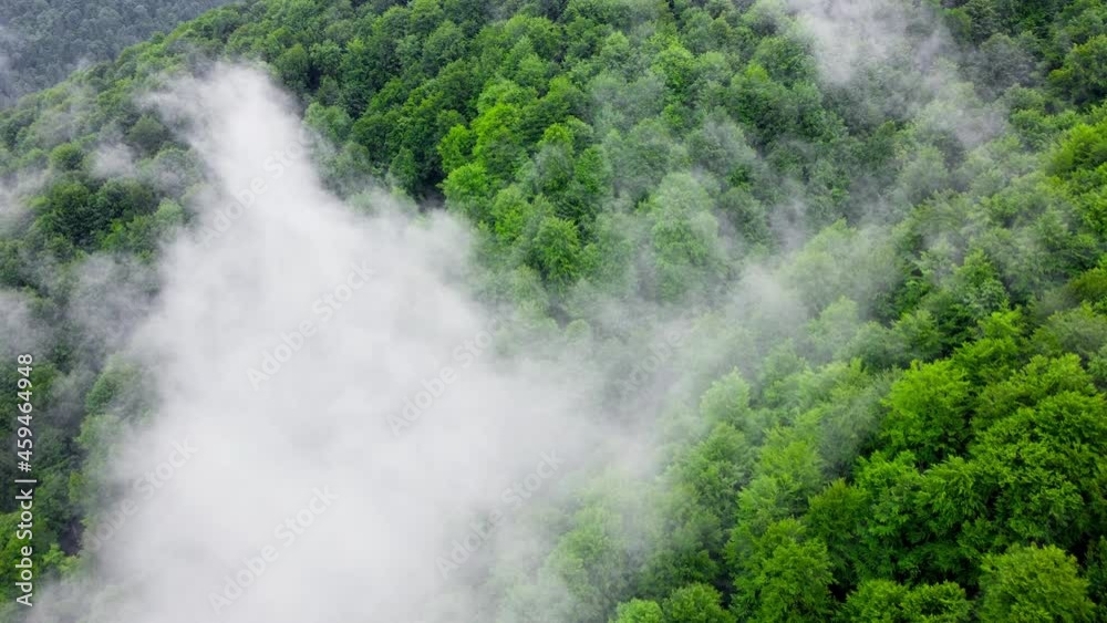 Flying through the clouds above mountain pine Forest, Magical summer forest at Rainy weather, aerial view drone 4k Flying through the clouds above mountain pine Forest, Magical summer forest at Rainy weather, aerial view drone 4k