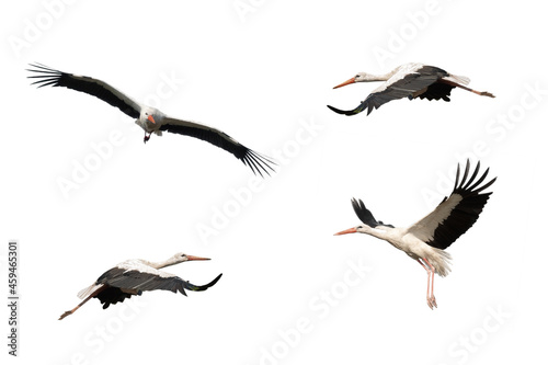 collage bird stork in flight isolated on white background