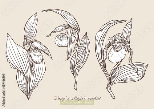 Lady's slipper orchid. Vector illustration In botanical style. Clip art set of elements for design