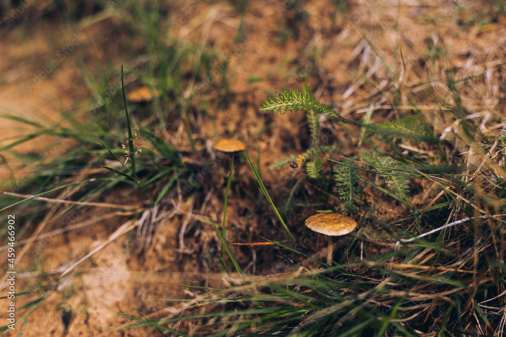 mushrooms in the grass mushrooms in the grass